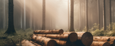 Экономические, экологические и социальные аспекты лесного хозяйства